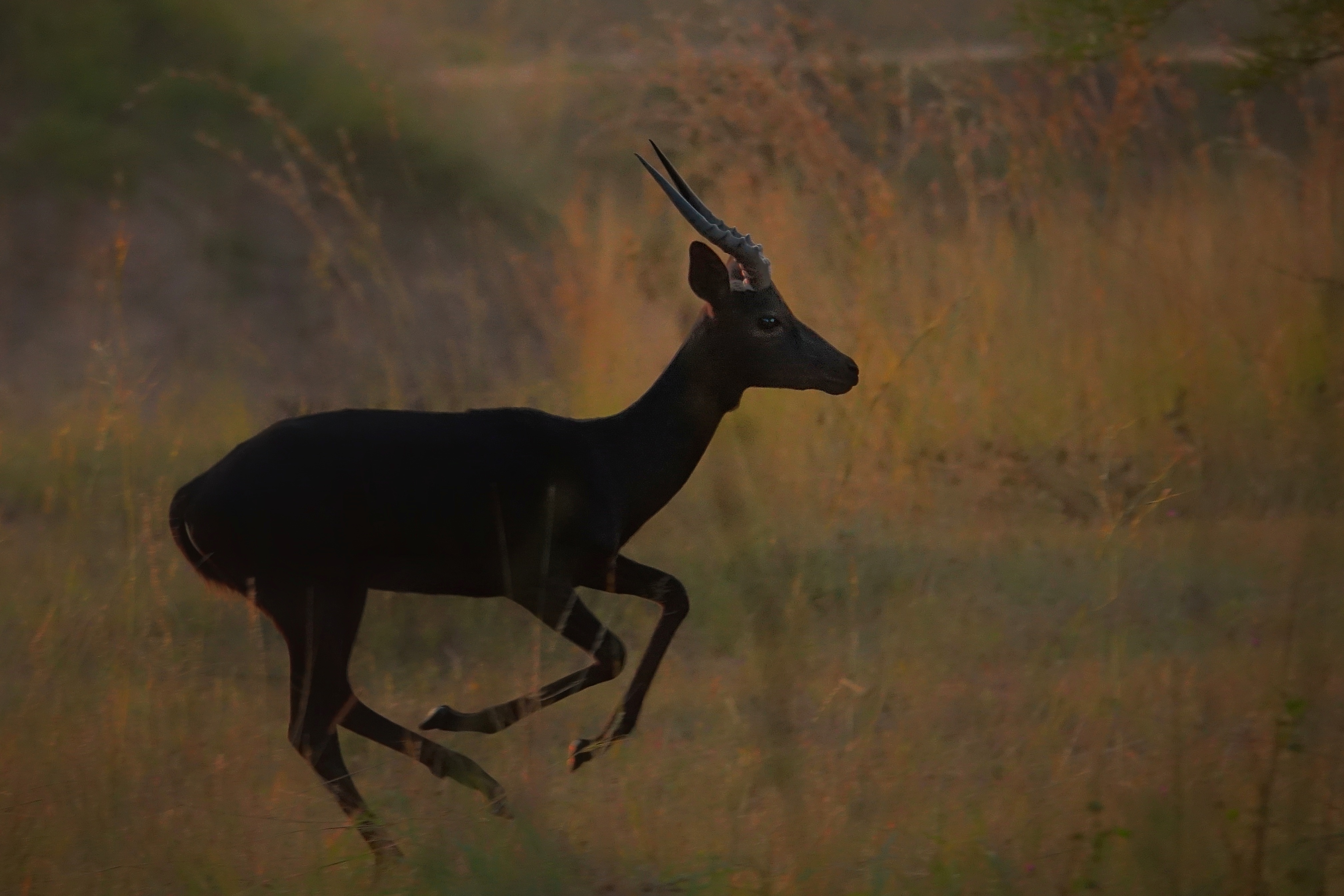 Antilope au crépuscule